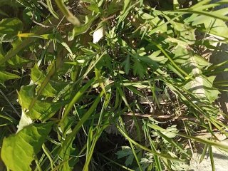 Petting cute grass on public