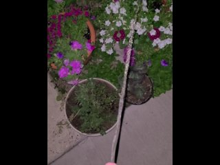 flowers, verified amateurs, watering, 4k