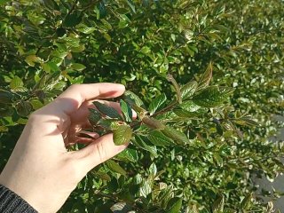 cute, outdoor, exclusive, plant