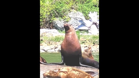 Sea Lion Thirst trap