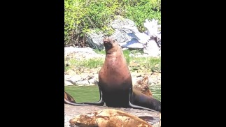 Ловушка для жажды морского льва