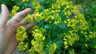 Flirten mit wunderschönen Blumen