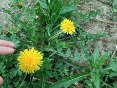 Cute dandelion