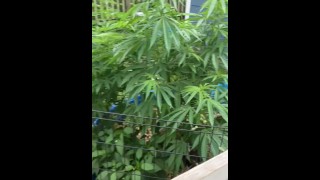 Cultivo de cannabis al aire libre 2023
