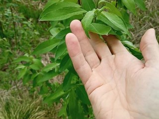 Pretty Leaves