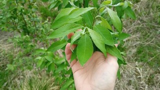 Masturbation for a cute young branch