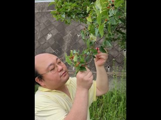 桑の実を食べる中年デブ