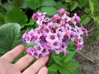 Masturbation for a cute flower