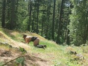 Preview 3 of Guy fucks and cums in MILF  outside in nature