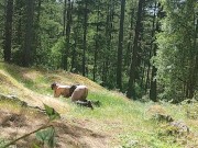 Preview 4 of Guy fucks and cums in MILF  outside in nature