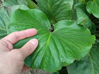 Masturbation to cute burdock