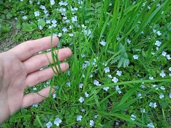 Cute flowers and my hand