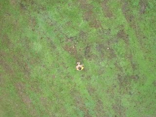 Out in the Country Milf