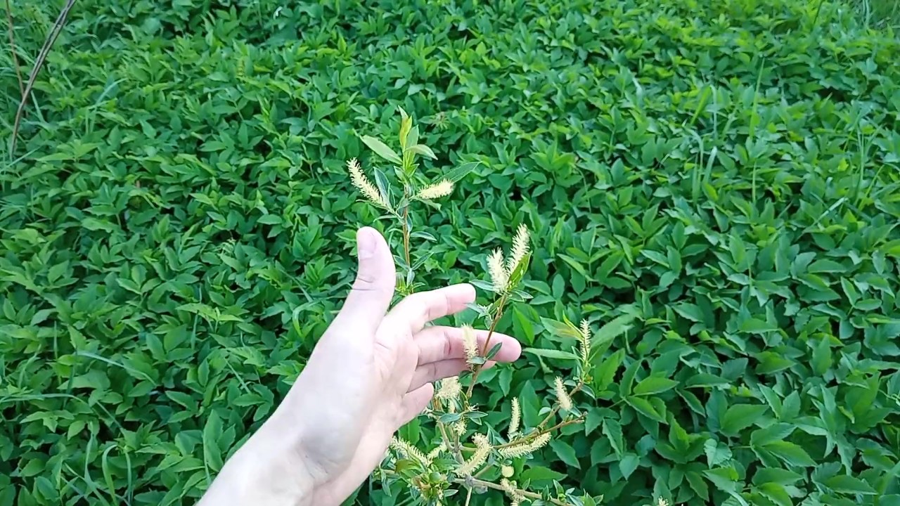 Plant Masturbation - Pornhub Gay