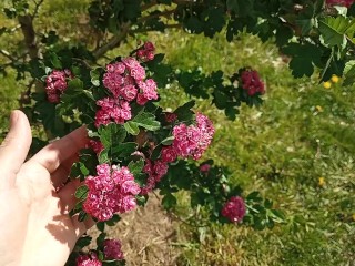 Schönheitsblumen in Der Öffentlichkeit Streicheln