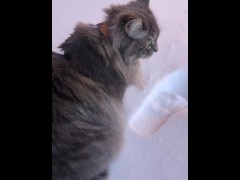 fluffy cat in winter
