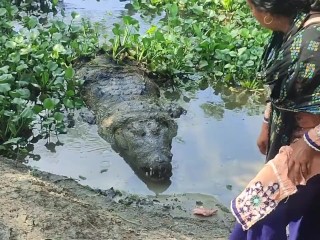 Черный крокодил в Хан Джахан Али Мазар