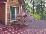 Guy fucks athletic guy in the window of the house overlooking the roof -187