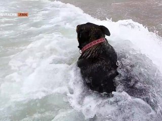 Handsome muscle daddy Koby Falks has his uncut cock sucked in the beach dunes