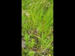 Голая возбуждённая МИЛФа в ромашковом поле мастурбирует, делает писсинг и отгоняет осу - Screenshot 2 of 16 - Hot Milf