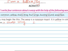 Write four sentence about a wasp Solve by Bikash Edu care