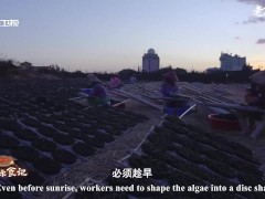 The production of algae