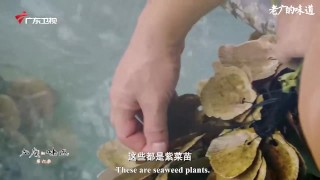 The production of algae