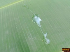 INDONESIAN DICK - Outdoor Masturbation 3 Days Before Eid al-Adha 2023