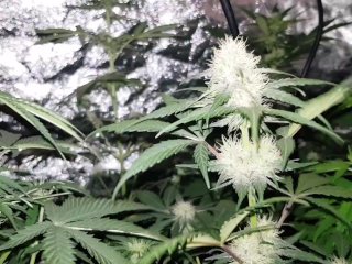 Cultivo De Cánabis - Floración