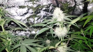 Cultivo De Cánabis - Floración