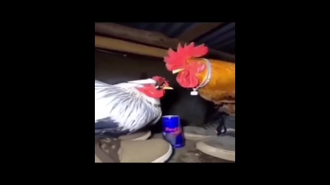 Funny Chicken Porn - New Funny Anime Porn Videos from 2023
