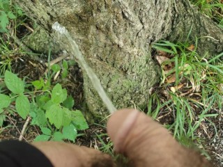 Orinando En un árbol