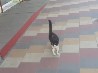 Fed a Stray Cat in Uryupinsk