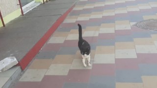 Nourri un chat errant à Uryupinsk
