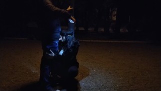 Милфа-шлюха делает минет на поводке в общественном месте