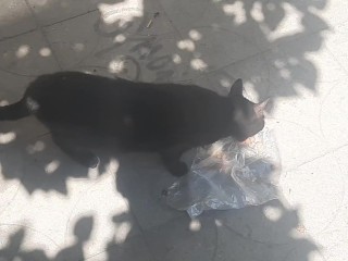 Ищу бездомных котов в Урюпинске