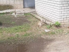 Накормил бездомного кота.