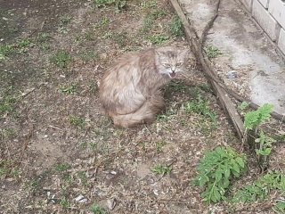 бездомный кот, ласковая киска, иска в россии, solo male