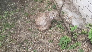 Накормил бездомного кота.