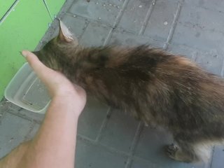 Накормил бездомную кошку возле магазина в Урюпинске.