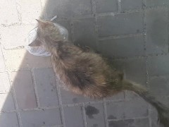 Накормил бездомную кошку возле магазина