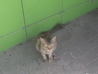 милая киска, solo male, красивый кот, бездомный кот