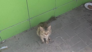 Накормил бездомную кошку возле магазина