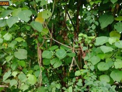 INDONESIAN DICK - Solo Masturbation & Cum A Lot Behind The Shady Trees