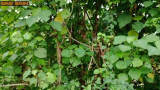 INDONESIAN DICK - Solo Masturbation & Cum A Lot Behind The Shady Trees