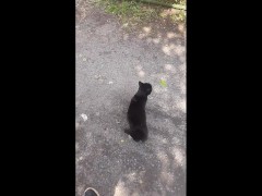 Накормил бездомных котов