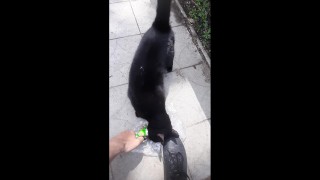 Накормил бездомных котов