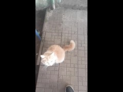 Накормил трех бездомных котов