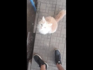 кошки в урюпинске, красивая киска, голодный кот, милая кошечка