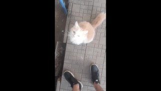 Накормил трех бездомных котов